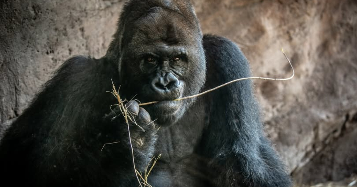 ওয়াল্ট ডিজনি পার্কের সামাজিক যোগাযোগ মাধ্যম থেকে ছবি সংগৃহীত